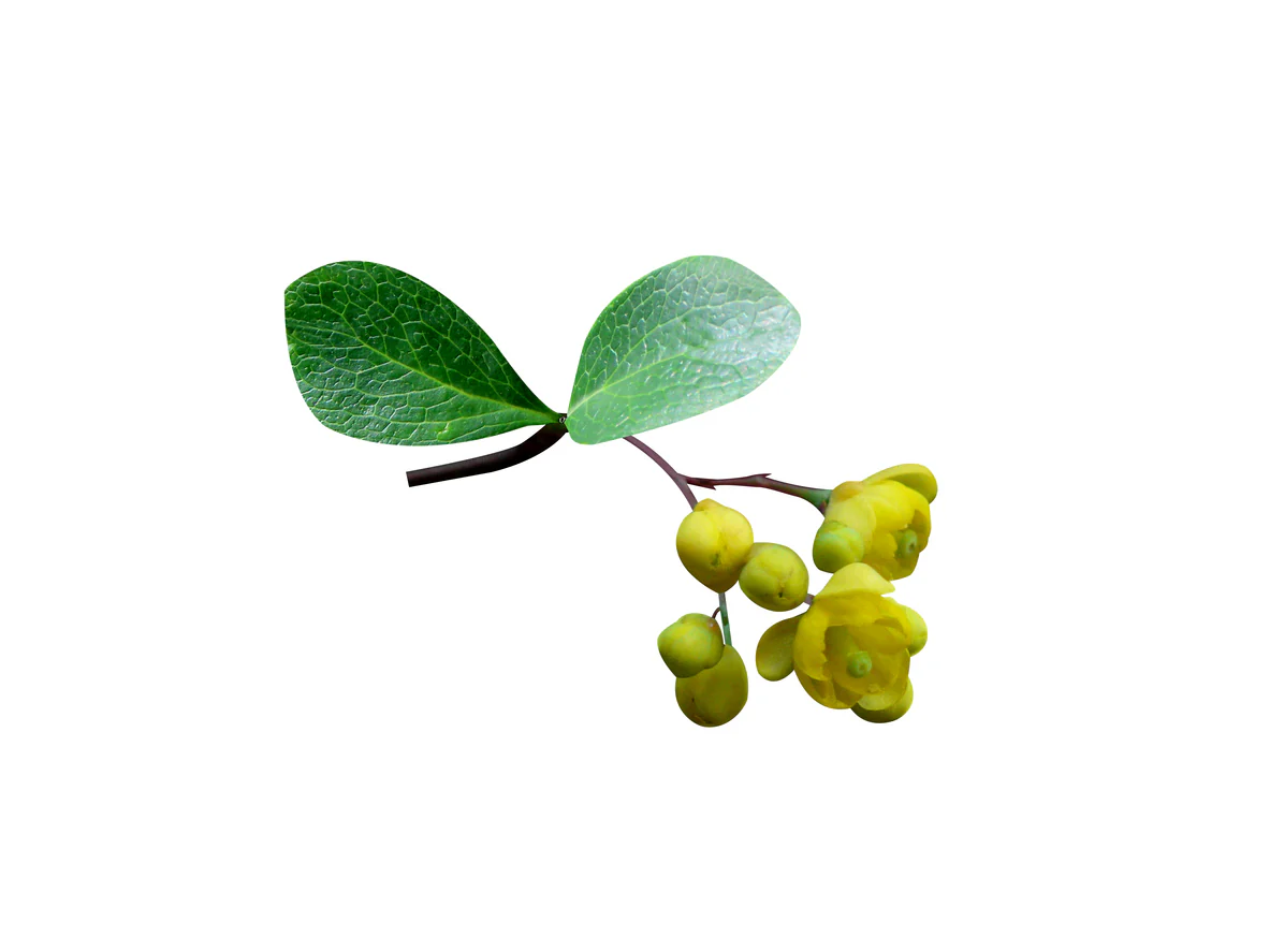 Metabolism - Body Composition Supplement - Image 6